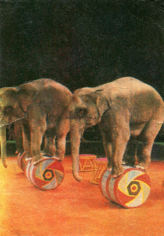 Дрессированные слоны Анатолия Корнилова - Советcкий цирк - Soviet circus.jpg