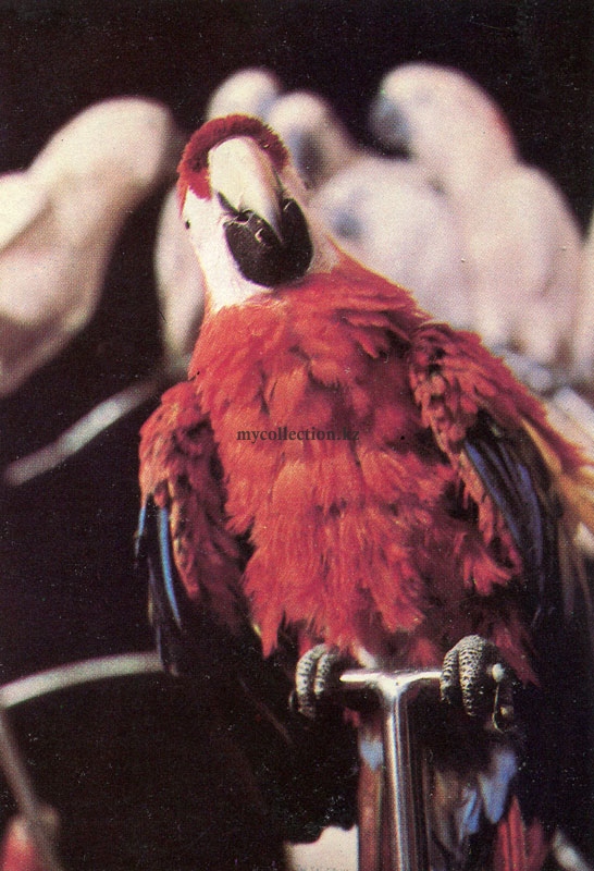 Красный попугай