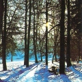 Winter forest 1983.jpg