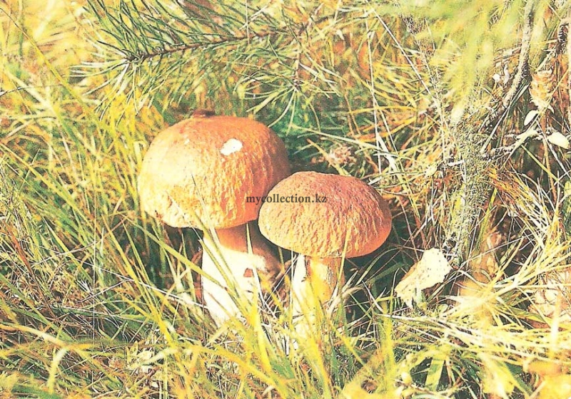 Lesnaja_promyshlennost_mushrooms.jpg