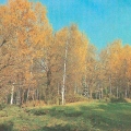 Nature 1981 - В осеннем лесу.jpg