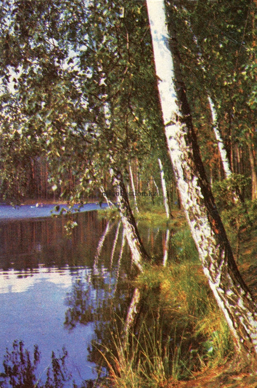 Forest landscape 1982.jpg