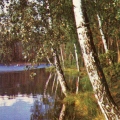 Forest landscape 1982.jpg