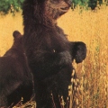bears Pazhetnova 1991.jpg