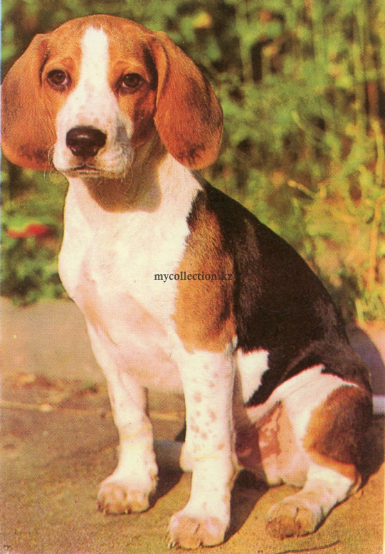 Beagle Photo by E. Gavrilov Druzhok 1990.jpg