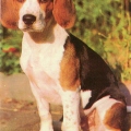 Beagle Photo by E. Gavrilov Druzhok 1990.jpg