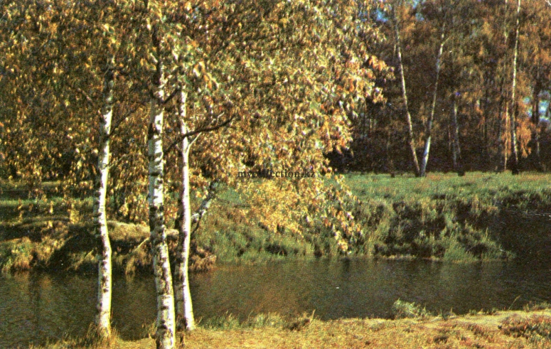 Autumn Birches 1982.jpg
