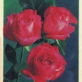 Georgian roses 1987.jpg
