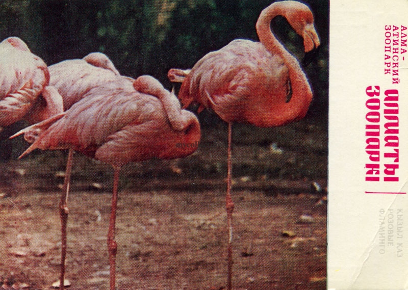 Розовые фламинго - Алматинский зоопарк.jpg