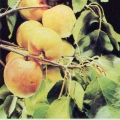Apricot - Prunus armeniaca.jpg