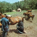 Доение кобылы - Milking a mare - 1990 - Kazakhstan - Казахстан.jpg