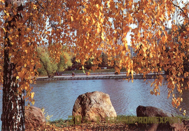 Technopromexport 1987 Технопромэкспорт Осенняя береза в парке у пруда | Autumn birch in the Park by the pond.jpg