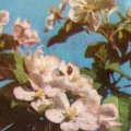Цветут яблони 1980.jpg