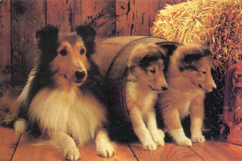 Колли со щенками - Collie with puppies.jpg