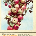 1986 Казахстан Яблоки Алматинский Апорт Apples Almaty Aport.jpg