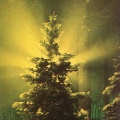 Sunset through winter spruce 1991 Закат сквозь зимнюю ель Ocaso Sonnenuntergang.jpg