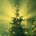 Солнце утопает за зимней хвойной завесой - Sunset through winter spruce 1990.jpg