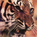 Тигр цирковой
