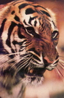 Тигр цирковой