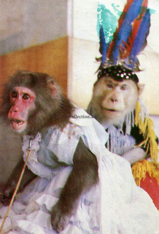 Circus monkeys.jpg