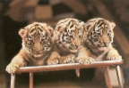 Три тигренка