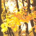 Золотые листья осени