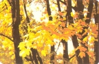 Золотые листья осени