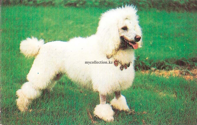 White poodle - белый Пудель .jpg