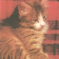 Кошка 1982