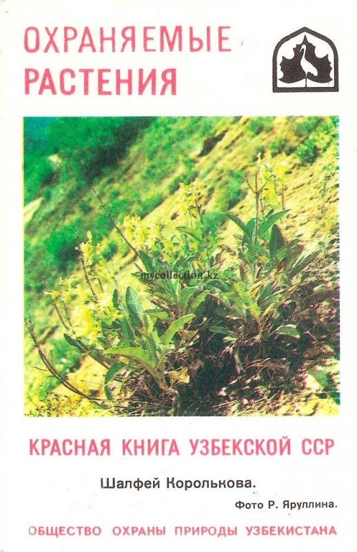 Красная книга Узбекистана - Шалфей Королькова - Salvia korolkowii.jpg