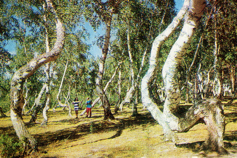 Borovoye Resort 1979 - Grove of dancing birches - Казахстан - Курорт Боровое - Роща танцующих берез.jpg