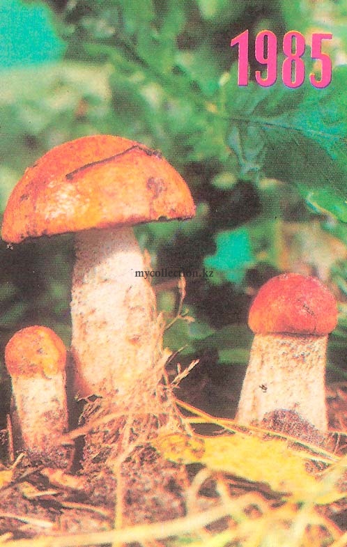 Трио грибов