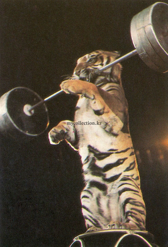 Tiger - weightlifter.jpg