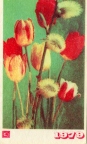 Тюльпаны 1979