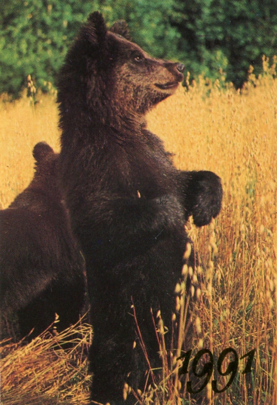 bears Pazhetnova 1991.jpg