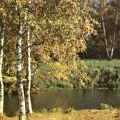 Autumn Birches 1982.jpg