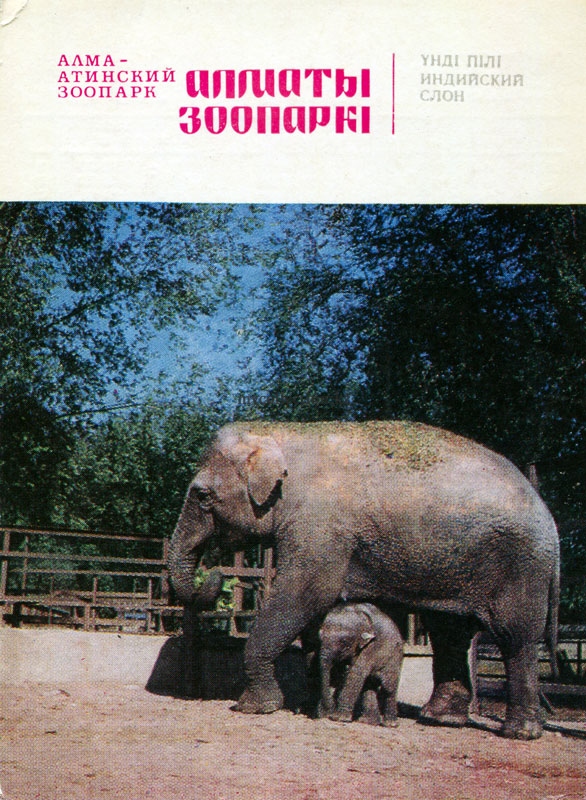 Азиатский  или индийский слон.jpg