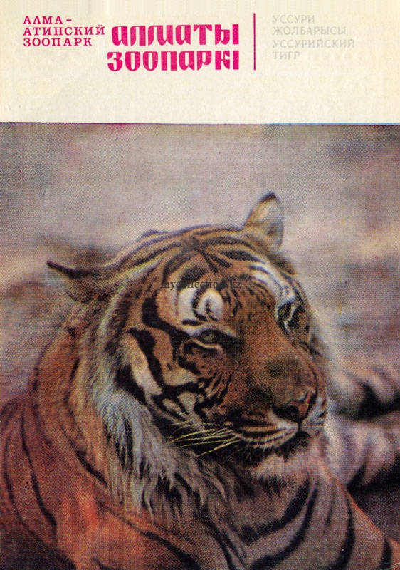 Уссурийский тигр - Алматинский зоопарк - 1982 - Казахстан.jpg