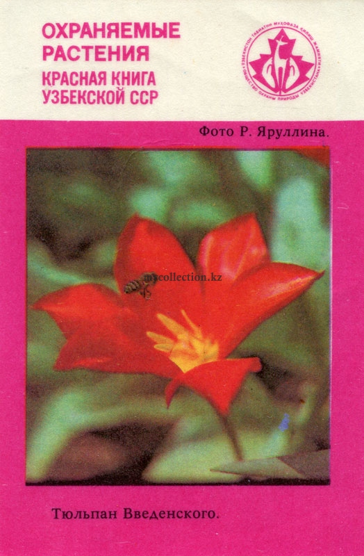 Tulipa vvedenskyi 1989 - Тюльпан Введенского.jpg