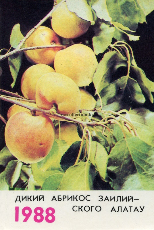 Apricot - Prunus armeniaca.jpg
