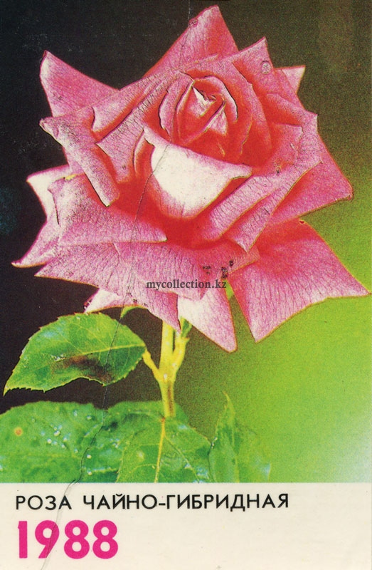Роза чайно-гибридная-1988 - Hybrid tea rose.jpg