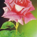 Роза чайно-гибридная-1988 - Hybrid tea rose