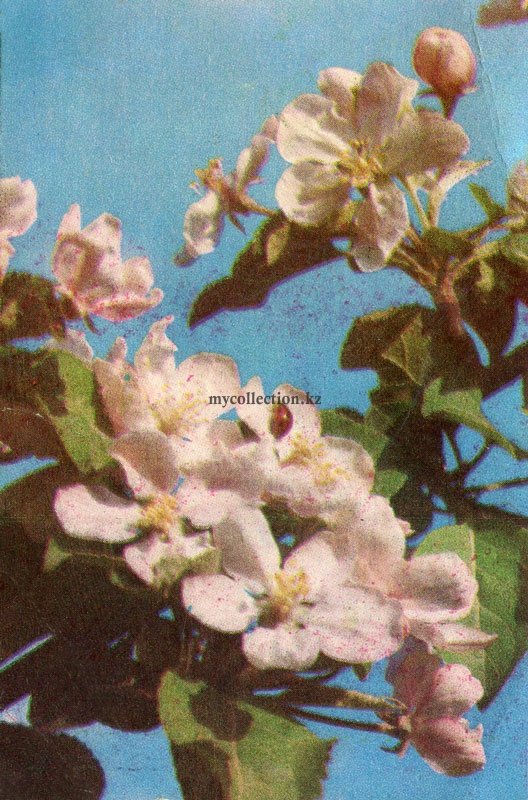Цветут яблони 1980.jpg