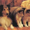 Collie with puppies