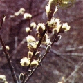Blooming willow[lang] [lang=ru]Цветущая верба